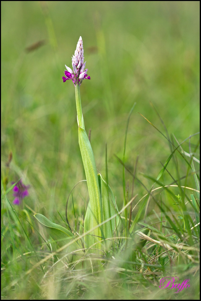Orchis militaris / Orchidea militare